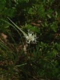 Carex baldensis